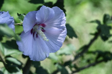 夏の茶室を彩る