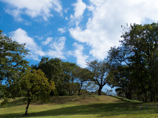 初秋の青空と公園の桜の木々