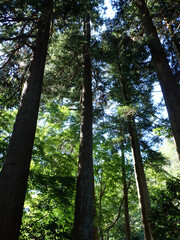 Naklejka premium 天にそびえる杉の林