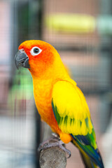 A colorful macaw parrot bird that standing on tree branch. Animal portrait photo, eye selective focus.
