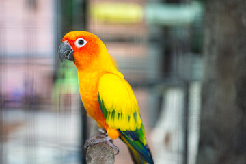 A colorful macaw parrot bird that standing on tree branch. Animal portrait photo, eye selective focus.