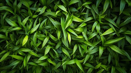Fototapeta premium green grass background