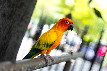 A colorful macaw parrot bird that standing on tree branch. Animal portrait photo, eye selective focus.