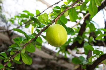 A big piece of calabash fruit is hanging from the branch. Nuture produce object photo, close-up.