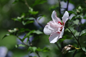 夏の茶室を彩る