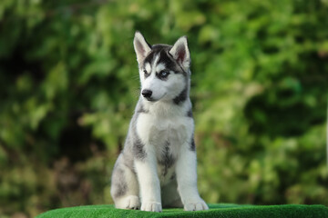 One Little cute puppy of Siberian husky dog outdoors
