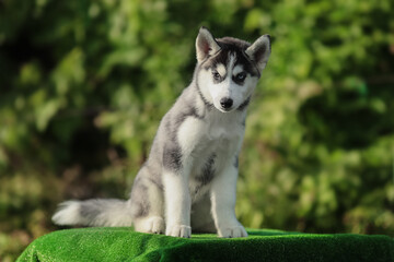 One Little cute puppy of Siberian husky dog outdoors