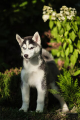 One Little cute puppy of Siberian husky dog outdoors