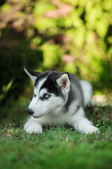 One Little cute puppy of Siberian husky dog outdoors © Даша Швецова