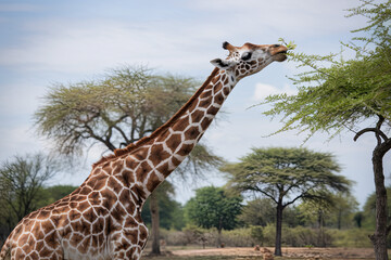 Giraffe reaching high to nibble on leaves in a tree