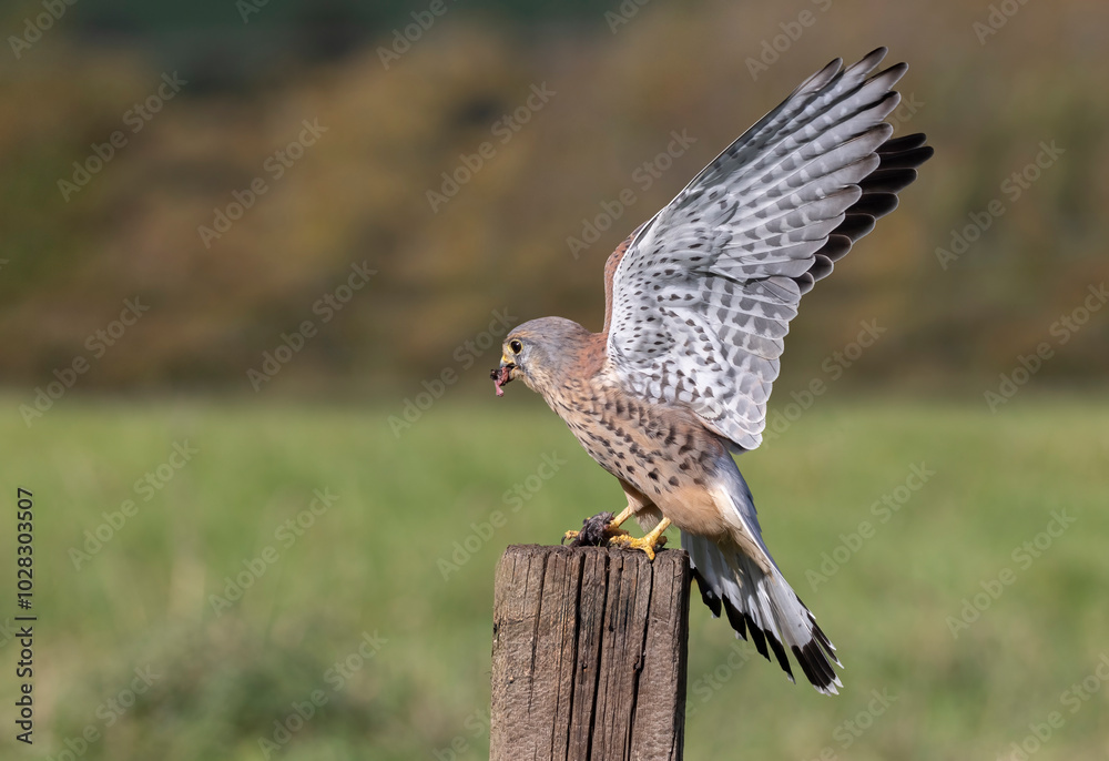 Poster a kestrel has just landed with its prey on an old wooden post. it wings are fully open. the small ro