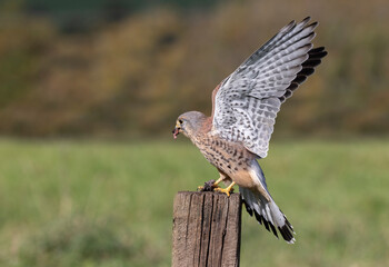 A kestrel has just landed with its prey on an old wooden post. It wings are fully open. the small rodent is in its talons. background has space for text
