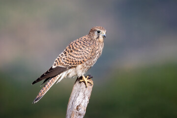 A close up portrait of a female kestrel as she perches on an old wooden post. The out of focus background provides space for copy text