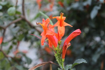 Honeysuckle or Tecoma Capensis flowers