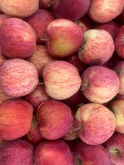 Pile of Sweetie Apples for Sale at Local Roadside Fruit Stand Market. Freshly Picked Apples in Large Bins for Sale at Local Farmer s Market