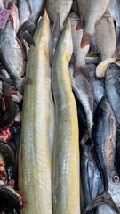 Obraz premium Fresh Fish for sale in the seafood market.Fresh fish for sale in a butcher shop.Fish meat on the stall. selling fresh fish in traditional market. traditional butcher stall.