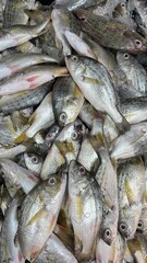 Fresh Fish for sale in the seafood market.Fresh fish for sale in a butcher shop.Fish meat on the stall. selling fresh fish in traditional market. traditional butcher stall.