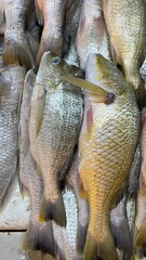 Fresh Fish for sale in the seafood market.Fresh fish for sale in a butcher shop.Fish meat on the stall. selling fresh fish in traditional market. traditional butcher stall.