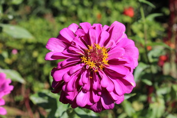 Obraz premium Zinnia haageana Regel or Zinnia elegans flowers