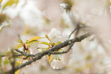 満開の八重桜
