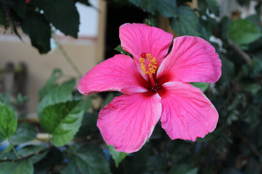 Hibisceae, Thespesia grandiflora or Shoeblackplant Beautiful Red Flower