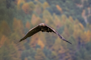 Front view of a wild Golden eagle (Aquila Chrysaetos) flying against autumn forest taken in the Piedmont Alps. Horizontal, October.