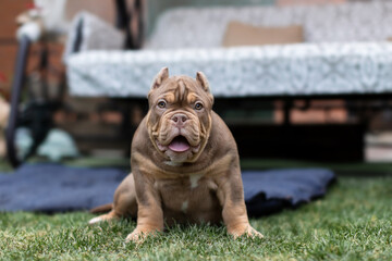 Cute little American bully puppy