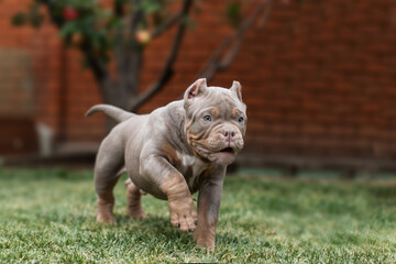 Cute little American bully puppy