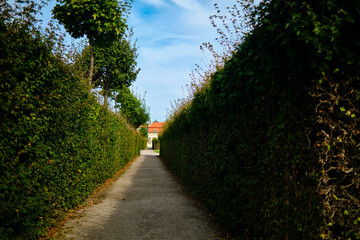Big bush corridor at autumn