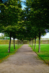 A corridor of green trees at summer