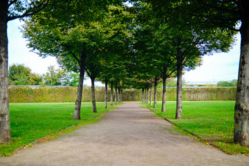 A corridor of green trees at summer