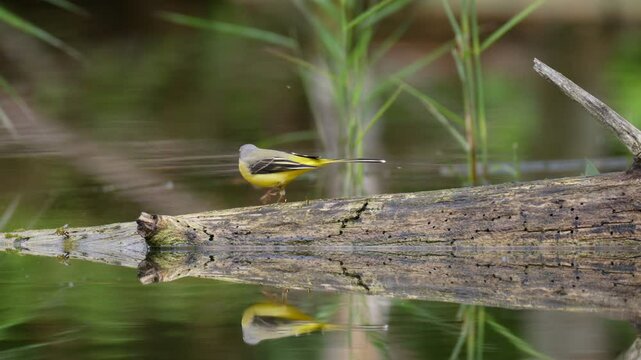 Western Yellow Wagtail, Motacilla flava in its natural habitat. Wagtail walking on dead tree trunk in a marshland, looking for insects. Slow motion 4k.
