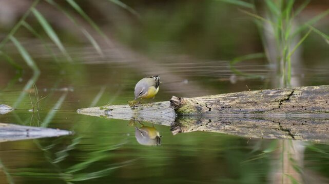 Western Yellow Wagtail, Motacilla flava in its natural habitat. Wagtail walking on dead tree trunk in a marshland, looking for insects. Slow motion 4k.