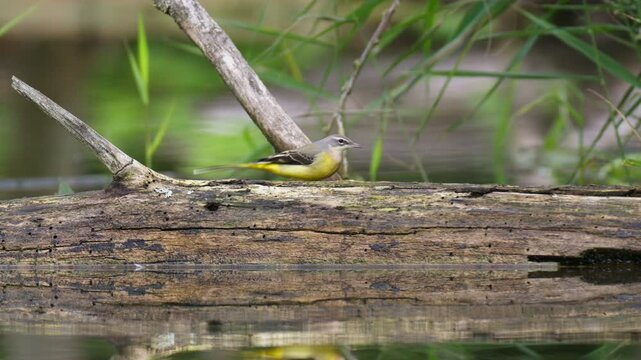 Western Yellow Wagtail, Motacilla flava in its natural habitat. Wagtail walking on dead tree trunk in a marshland, looking for insects. Slow motion 4k.