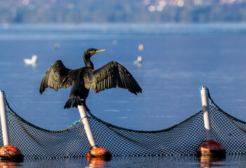 Great Cormorant (Phalacrocorax carbo) in natural habitat