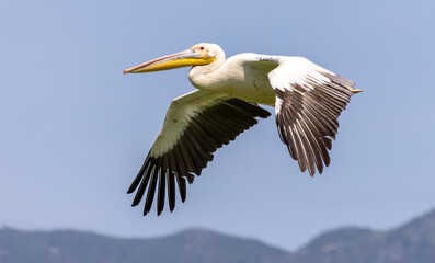 White Pelican of Kerkini Lake