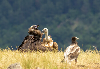 Cinereous and Griffon Vultures on feeding station