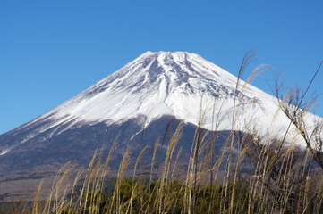 ススキと富士山