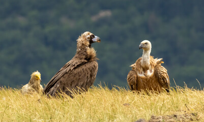 Cinereous and Griffon Vultures on feeding station