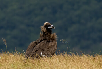 Cinereous vulture sitting on feeding station