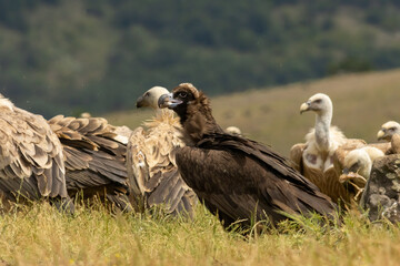 Cinereous, Egyptian and Griffon vultures and white-tailed sea-eagle on feeding station