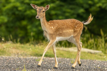 Female European fallow deer (Dama dama) walking