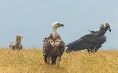 Griffon Vulture (Gyps fulvus) on feeding station