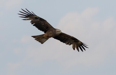 Black Kite in natural habitat