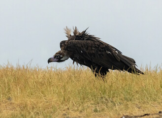 Cinereous vulture sitting on feeding station