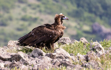 Cinereous vulture sitting on feeding station