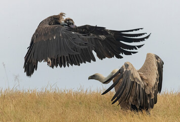 Cinereous, Egyptian and Griffon vultures and white-tailed sea-eagle on feeding station