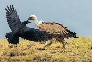 Griffon Vulture (Gyps fulvus) on feeding station