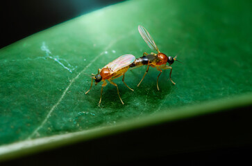 Two small orange insects mating on a green leaf.