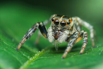 Jumping spider standing on a green leaf holding prey.